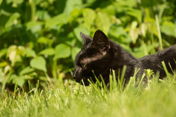 black cat hiding in grass