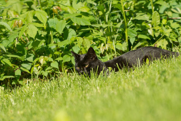 black cat hiding in grass