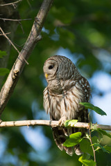 Portrait of barred owl in woods