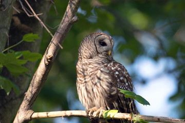 Portrait of barred owl in woods