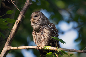 Portrait of barred owl in woods