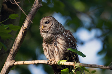 Portrait of barred owl in woods