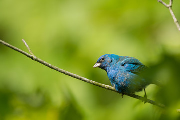 Obraz premium Indigo bunting in a tree