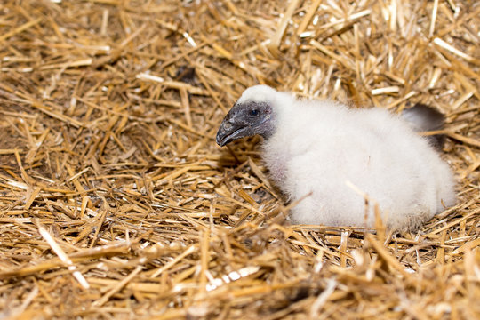 Turkey vulture chick in nesting site
