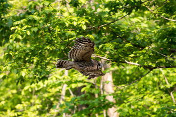 Barred owl in flight in the woods