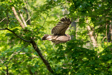 Barred owl in flight in the woods