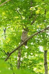 Barred owl perched in tree
