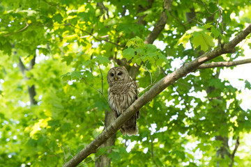 Barred owl perched in tree