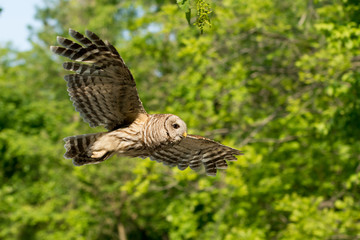 Barred owl in flight in the woods