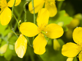 Flowers of greater celandine or tetterwort, Chelidonium majus, macro, selective focus, shallow DOF