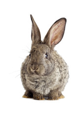 gray rabbit on a white background
