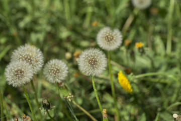 dandelions on the white background