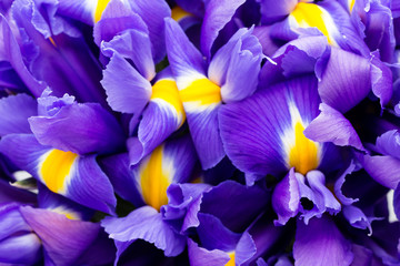 Iris flowers background, spring floral patern.