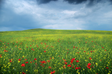 Spring flower meadow.