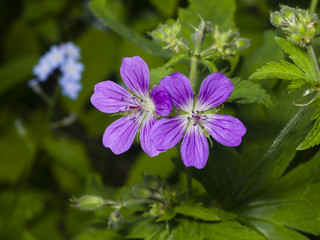 Fototapeta premium Flowers of Wood cranesbill, Geranium sylvaticum, with defocused background macro, selective focus, shallow DOF