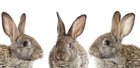 gray rabbit on a white background