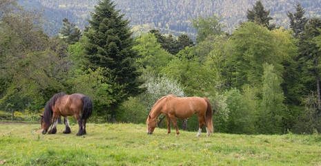 Chevaux dans les Vosges