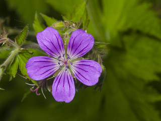Fototapeta premium Flower of Wood cranesbill, Geranium sylvaticum, with defocused background macro, selective focus, shallow DOF