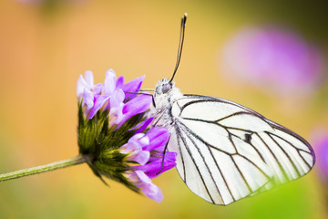 Lovely Butterfly