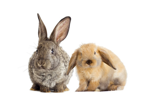 gray rabbit and red rabbit on a white background
