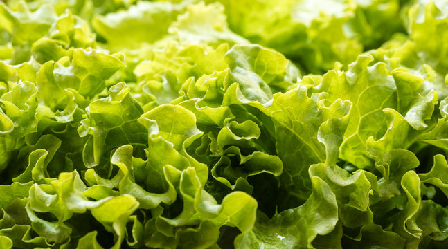 fresh lettuce leaves close-up