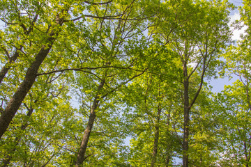 Arbres avec des feuilles vertes