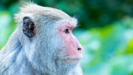 Funny monkeys A funny monkey lives in a natural forest of Taiwan