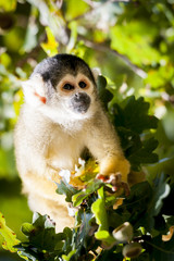 Singe saimiri jaune à tête noire