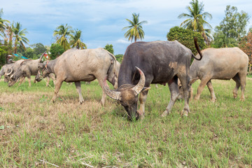 Asian buffalo eat grass on the field