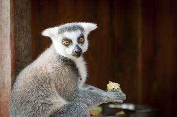 Lémurien maki catta