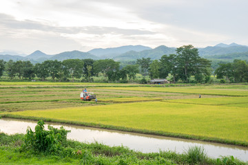 Fototapeta na wymiar Rice field and farming