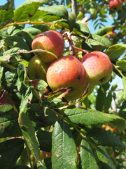 Sorbs in fruit tree . Tuscany, Italy