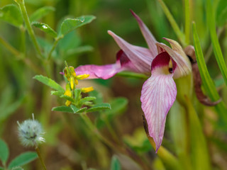 Wild Sicilian Orchid © andiz275
