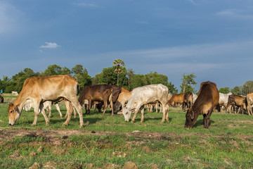 Cows grazing on a green summer meadow at sunny day