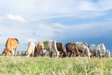Cows grazing on a green summer meadow at sunny day