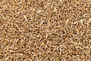 Semi di cicerchia