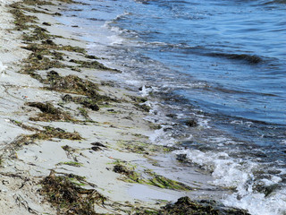Seetang an der Ostseeküste