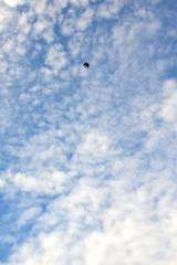 A flying bird in sky