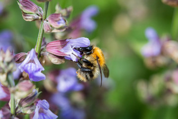 bumblebee on flowering sage