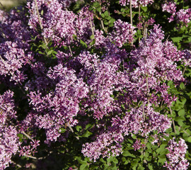 Bloomerang Lilac