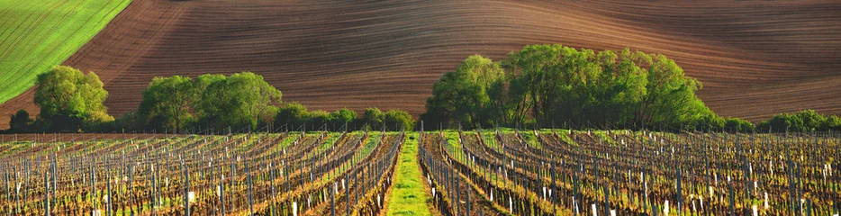Peel and stick wallpaper Vineyard France vineyard in the evening
