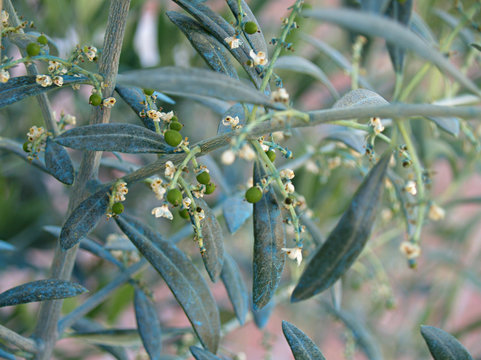 first olive with 0,5 mm diameter