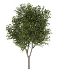austrian oak tree isolated on white background. 3d illustration