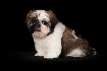 Chiot Shih-Tzu en studio