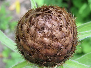 Seed head