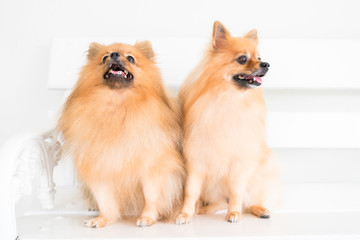 puppy pomeranian dog cute pets
