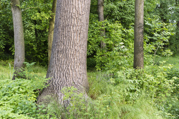 tree trunk in the woods with a smooth skin © lapis2380