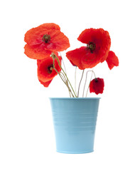 Obraz premium red poppy isolated