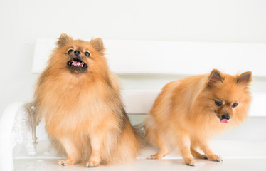 puppy pomeranian dog cute pets 
