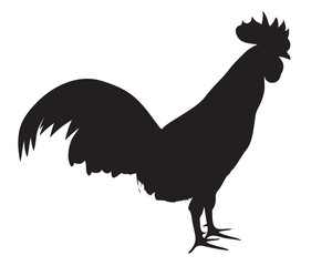 the chicken vector design